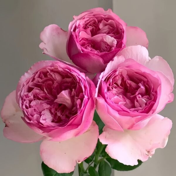 Neo cherry shallow Rose