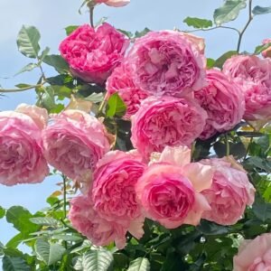 Neo cherry shallow Rose