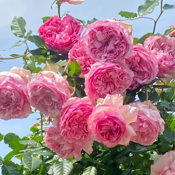 Neo cherry shallow Rose
