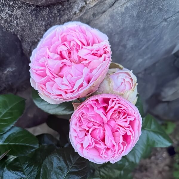Pride of Jane Rose