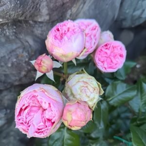 Pride of Jane Rose