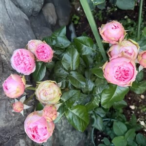 Pride of Jane Rose
