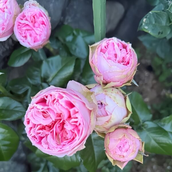 Pride of Jane Rose