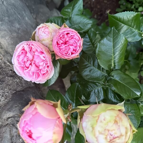 Pride of Jane Rose