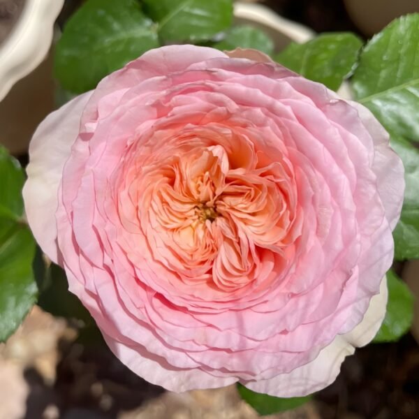 Pride of Jane Rose