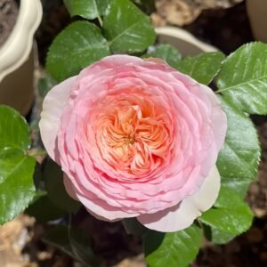 Pride of Jane Rose