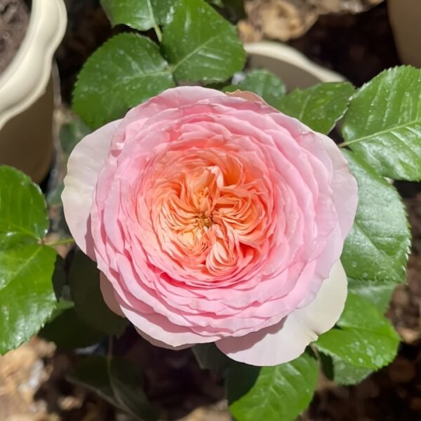 Pride of Jane Rose