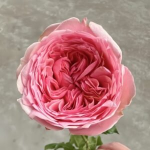 Pride of Jane Rose