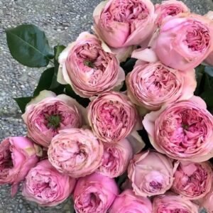 Pride of Jane Rose