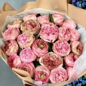 Pride of Jane Rose Plant｜简的骄傲 - 图片 10