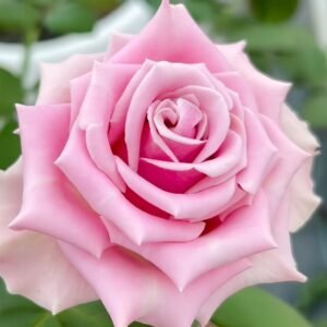 Prime Time Rose