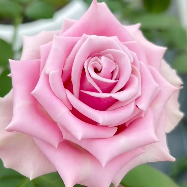 Prime Time Rose
