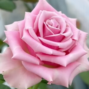 Prime Time Rose