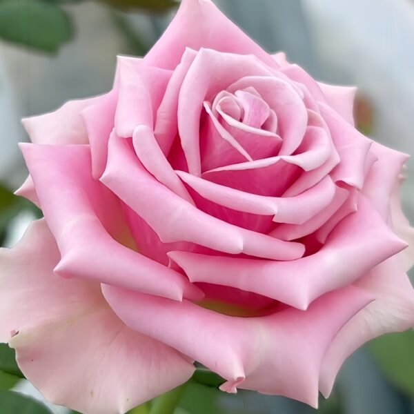 Prime Time Rose