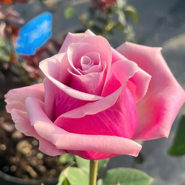 Prime Time Rose