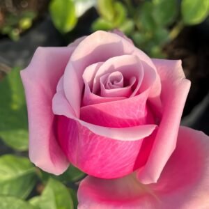 Prime Time Rose