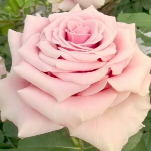 Prime Time Rose