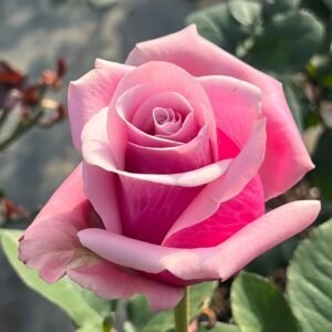 Prime Time Rose