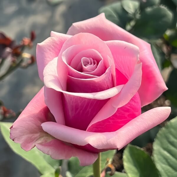 Prime Time Rose