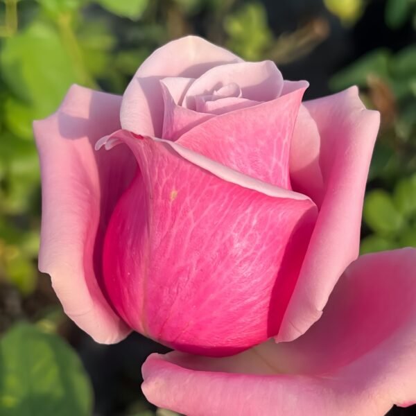 Prime Time Rose