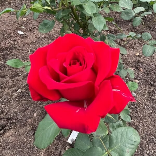 Rouge Pivoine Rose