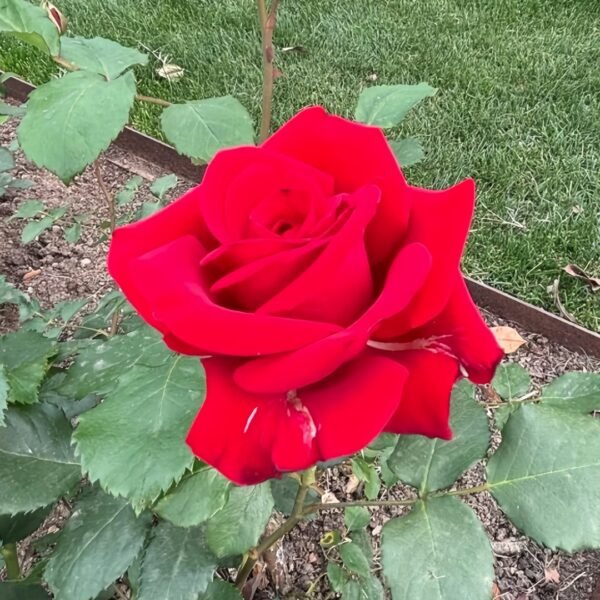 Rouge Pivoine Rose
