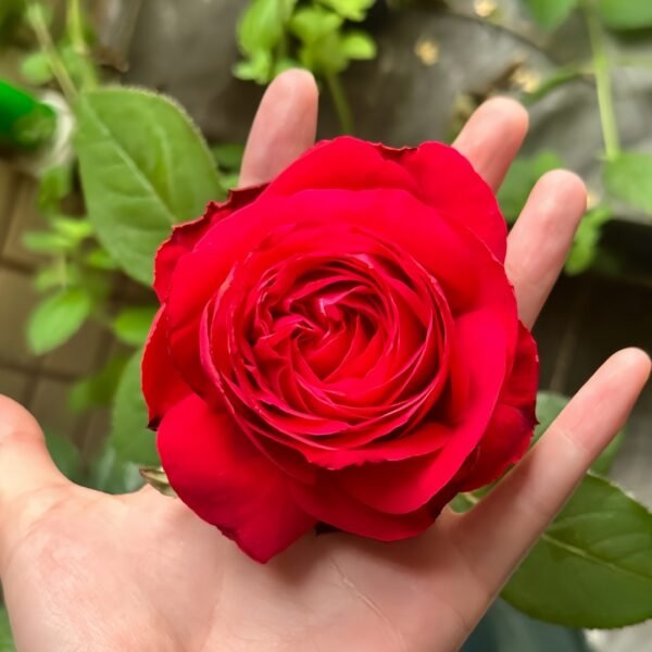 Rouge Pivoine Rose