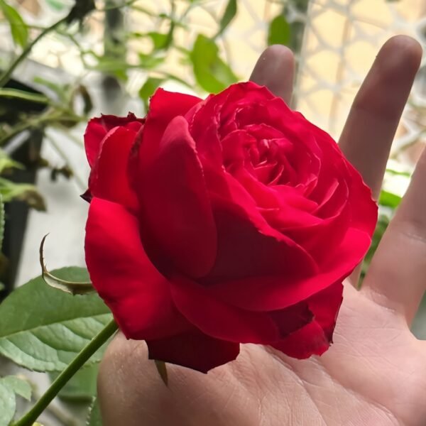 Rouge Pivoine Rose