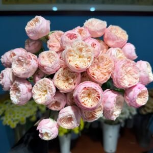 Royal Romance Rose