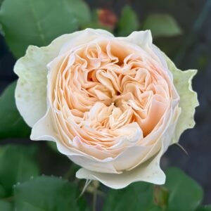 Royal Romance Rose