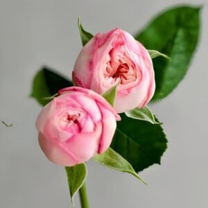 Royal Romance Rose