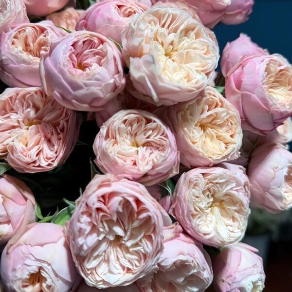 Royal Romance Rose