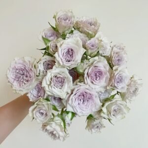 Silver Rain Rose