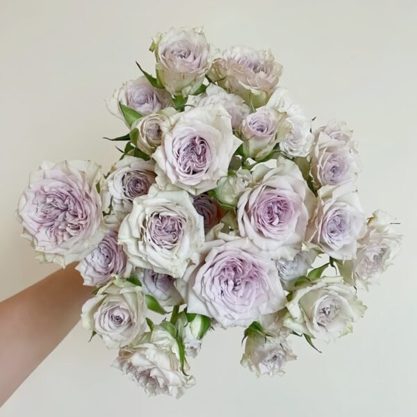 Silver Rain Rose