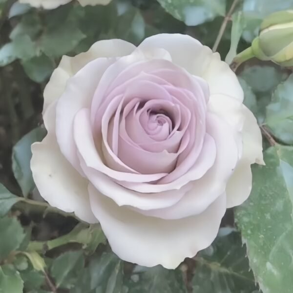 Silver Rain Rose