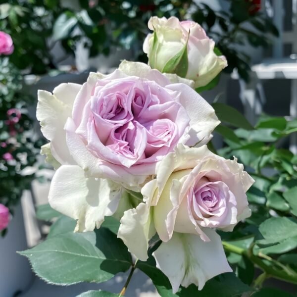Silver Rain Rose
