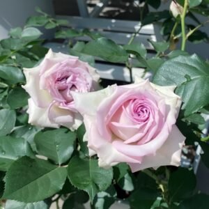 Silver Rain Rose