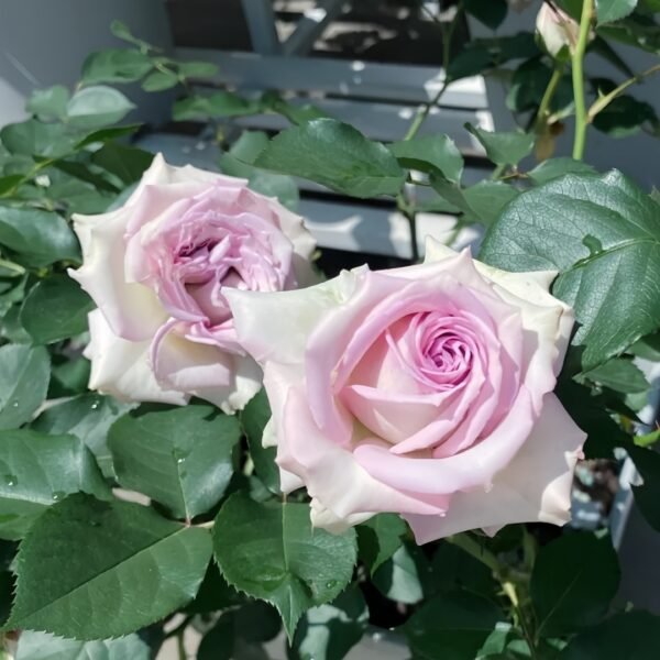 Silver Rain Rose
