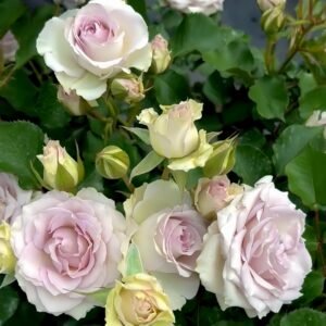 Silver Rain Rose