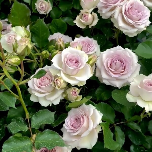Silver Rain Rose