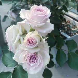 Silver Rain Rose