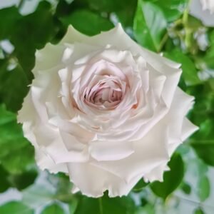 Silver Rain Rose