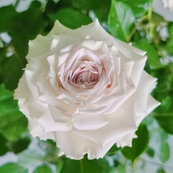 Silver Rain Rose