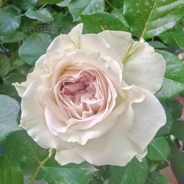 Silver Rain Rose