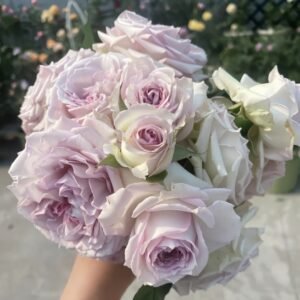 Silver Rain Rose
