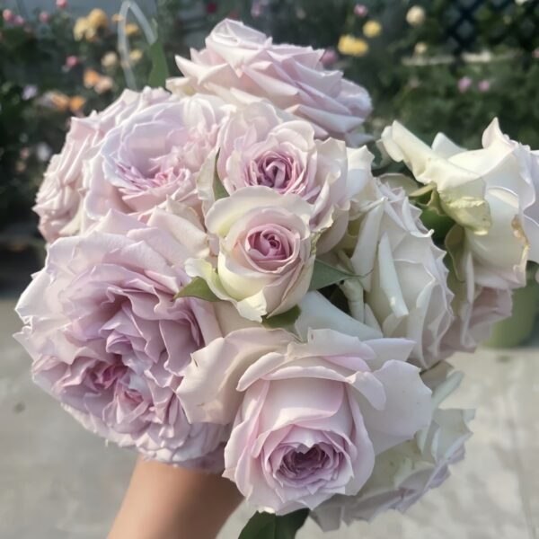 Silver Rain Rose