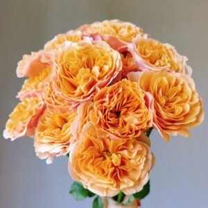 South Park Rose