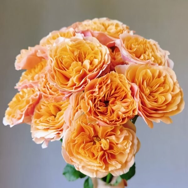 South Park Rose