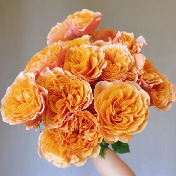 South Park Rose