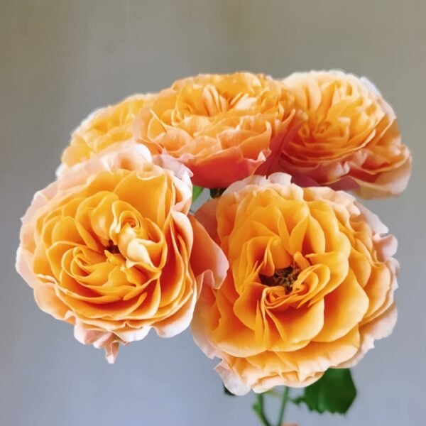 South Park Rose